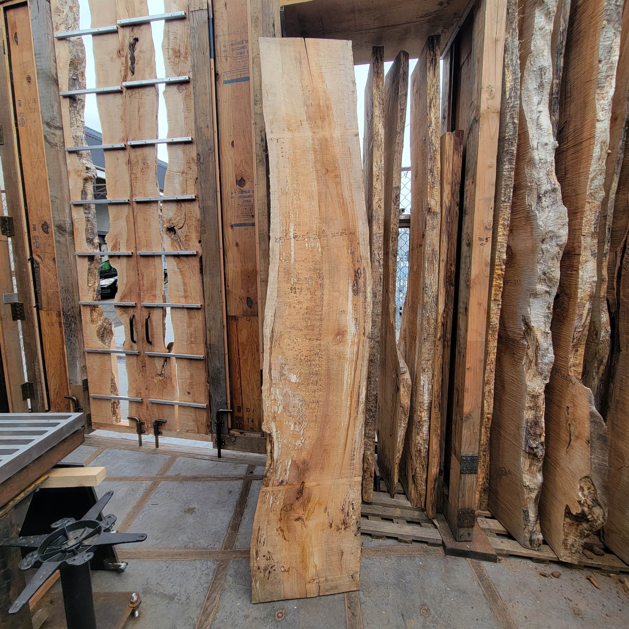 Big Leaf Maple